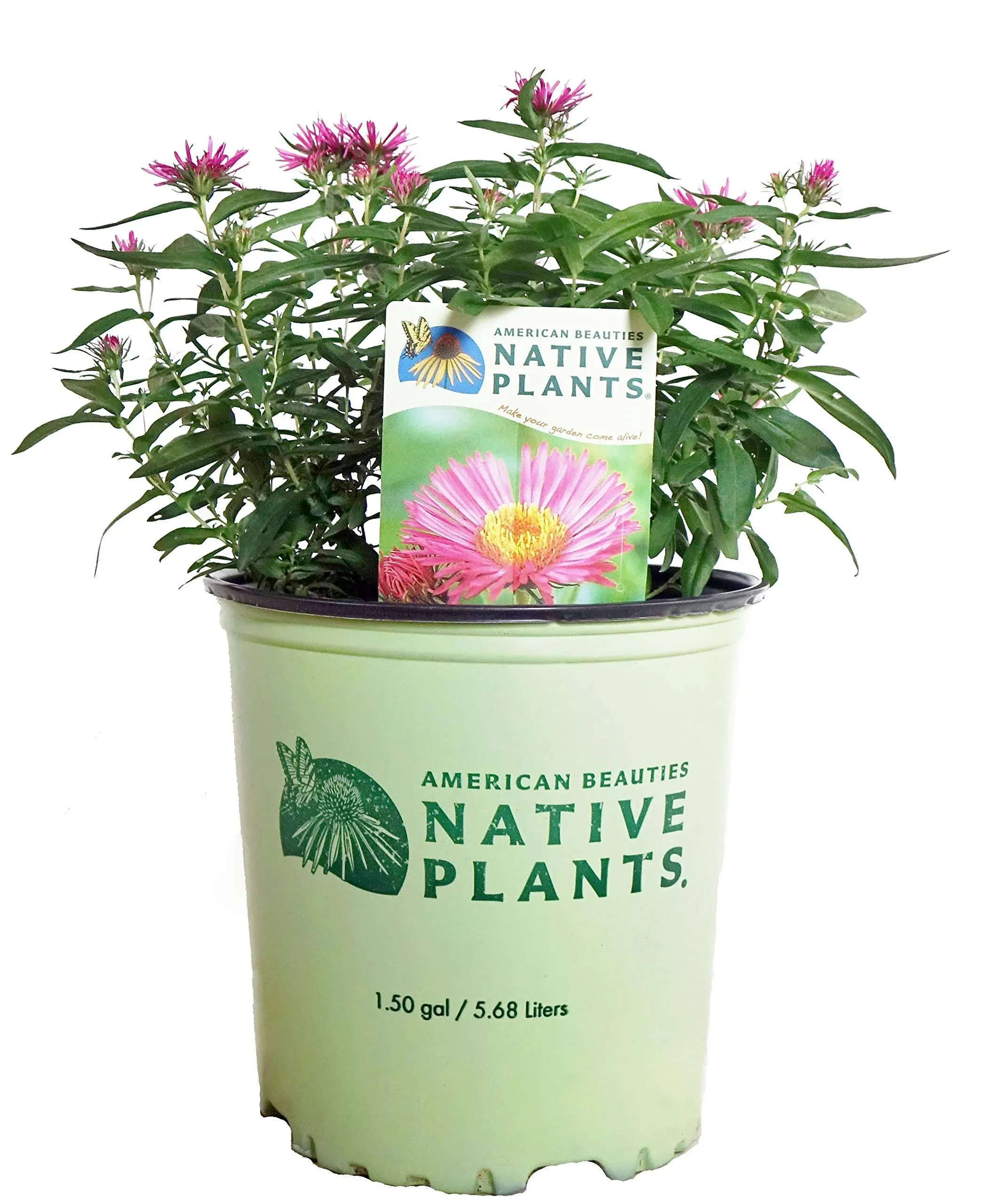 American Beauties Native Plants Aster New England 'Vibrant Dome' Perennial