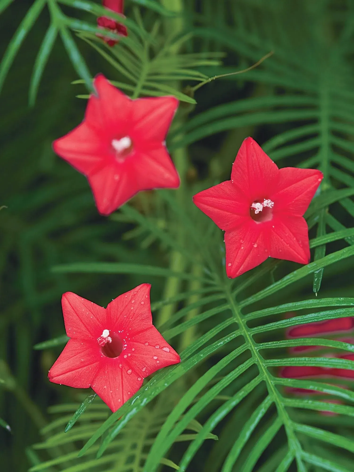 Burpee Red Cypress Vine Seeds 75 Seeds