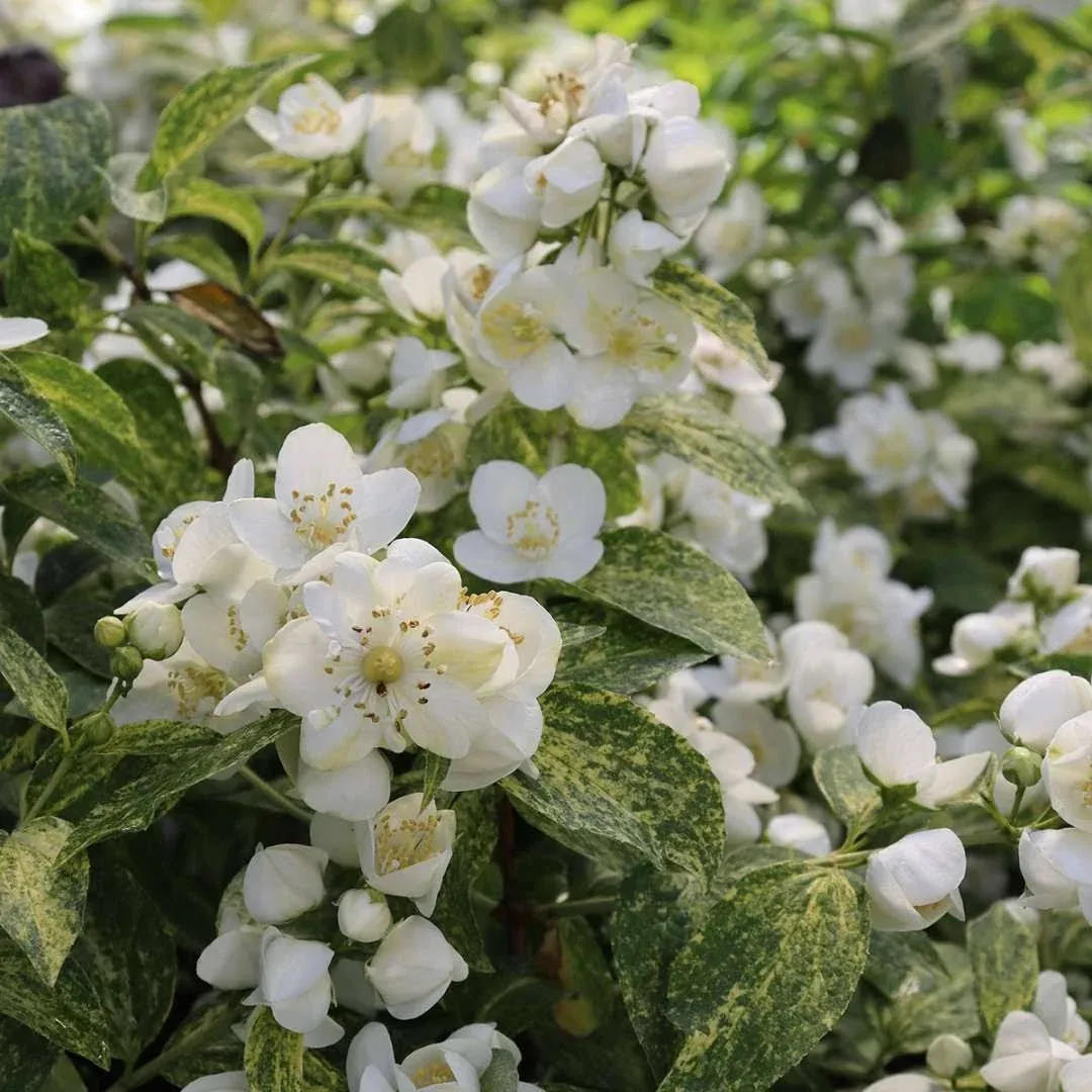 Illuminati Sparks Mock Orange - Philadelphus - Proven Winners - 4" Pot