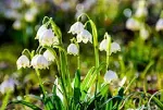 Lily of The Valley Bulbs for Planting - Stunning White Weeping Flowers - Fresh Leucojum Bulbs to Grow (5 Bulbs)