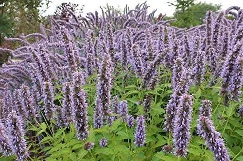 Anise Hyssop, 500 Seeds Per Packet, Non GMO Seeds