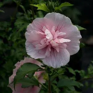 Pink Chiffon® Rose of Sharon