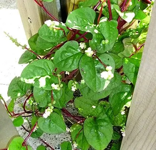 30+ Malabar Red Stem Spinach Seeds Heirloom Non-GMO Tasty Herb Phooi Leaf, Red ...