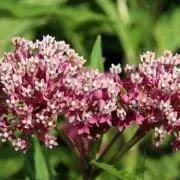 Outsidepride 500 Seeds Perennial Asclepias Incarnata Carmine Rose Swamp Milkweed Flower Seeds for Planting