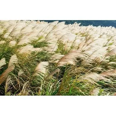 200+ Chinese Silvergrass Seeds for Planting - Ornamental Grass with Stunning ...