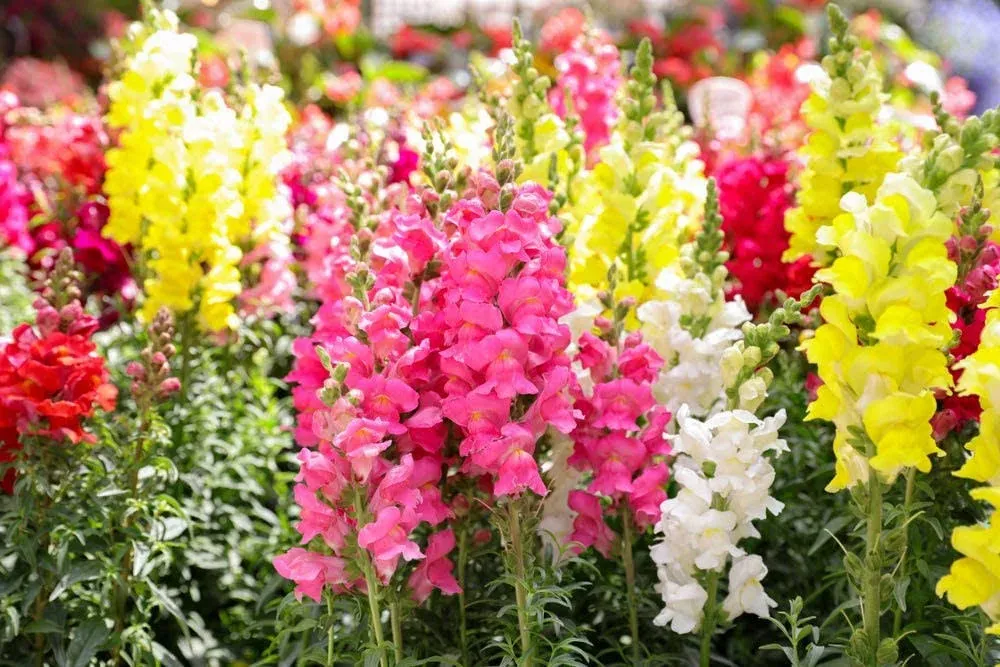 Liberty Snapdragon Mix