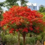 Brighter Blooms - Royal Poinciana Tree, 2-3 ft. - No Shipping to AZ