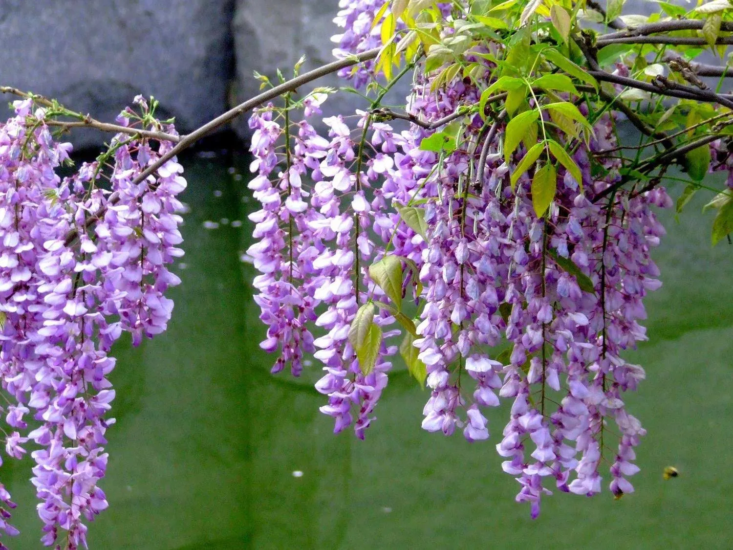 10+ Wisteria Tree Seeds Colorful Perennial Creeper Plants Garden Bonsai Ornamental