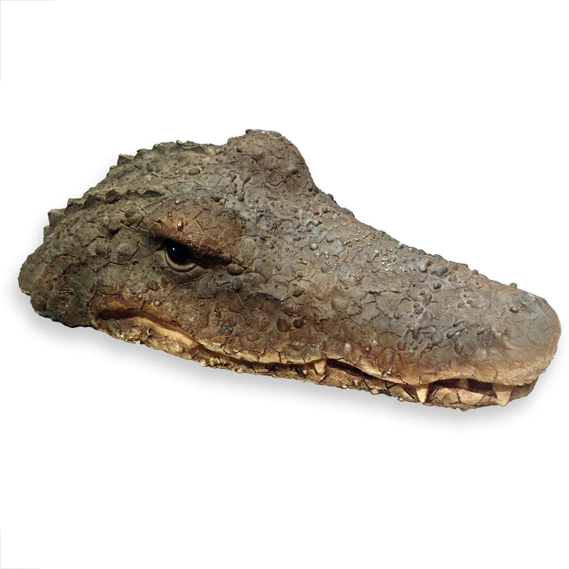 Whole House Worlds Floating Crocodile Head Bust