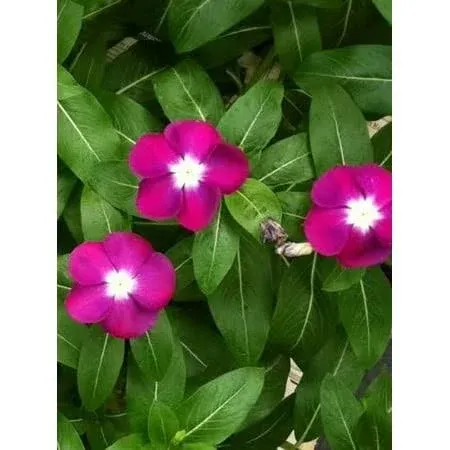 100 Pink Dwarf Rose Periwinkle/VINCA Rosea Flower Seeds *Comb S/H