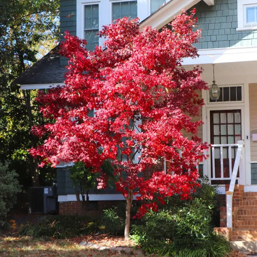 Brighter Blooms Bloodgood Japanese Maple Live Plant, Outdoor, 3-4 ft.